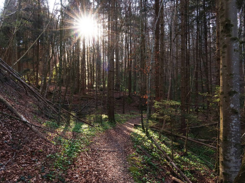 Gegenlicht
