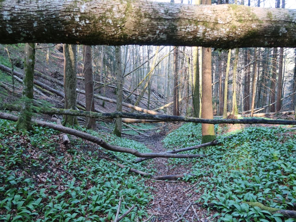 querliegende Bäume