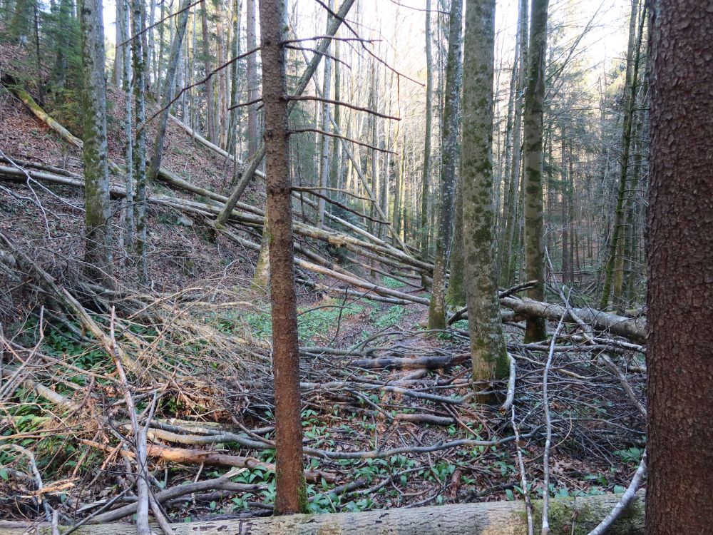 querliegende Bäume