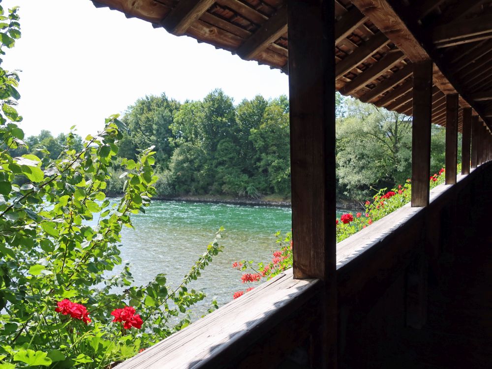 Geranien an der Holzbrücke