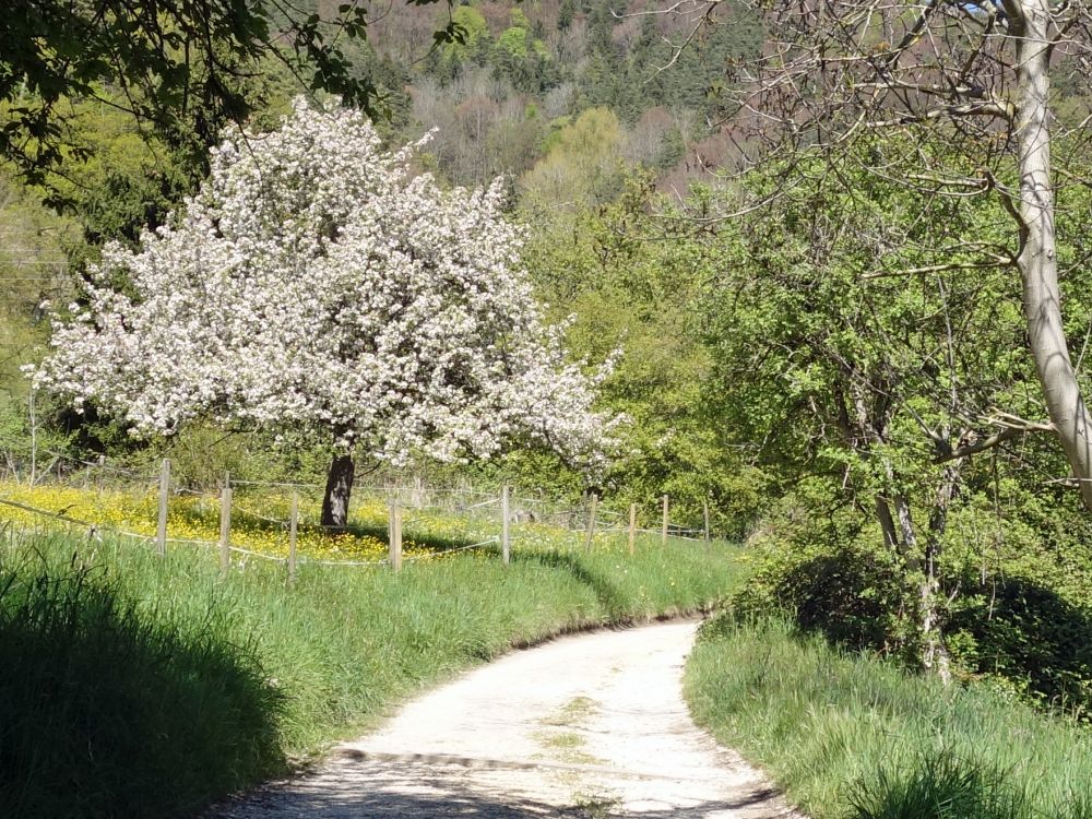 blhender Obstbaum