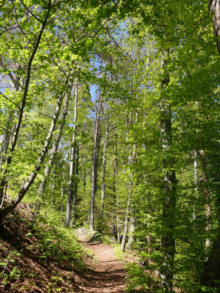 Waldweg