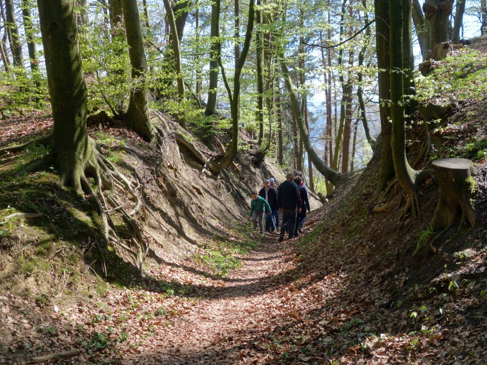 Waldweg