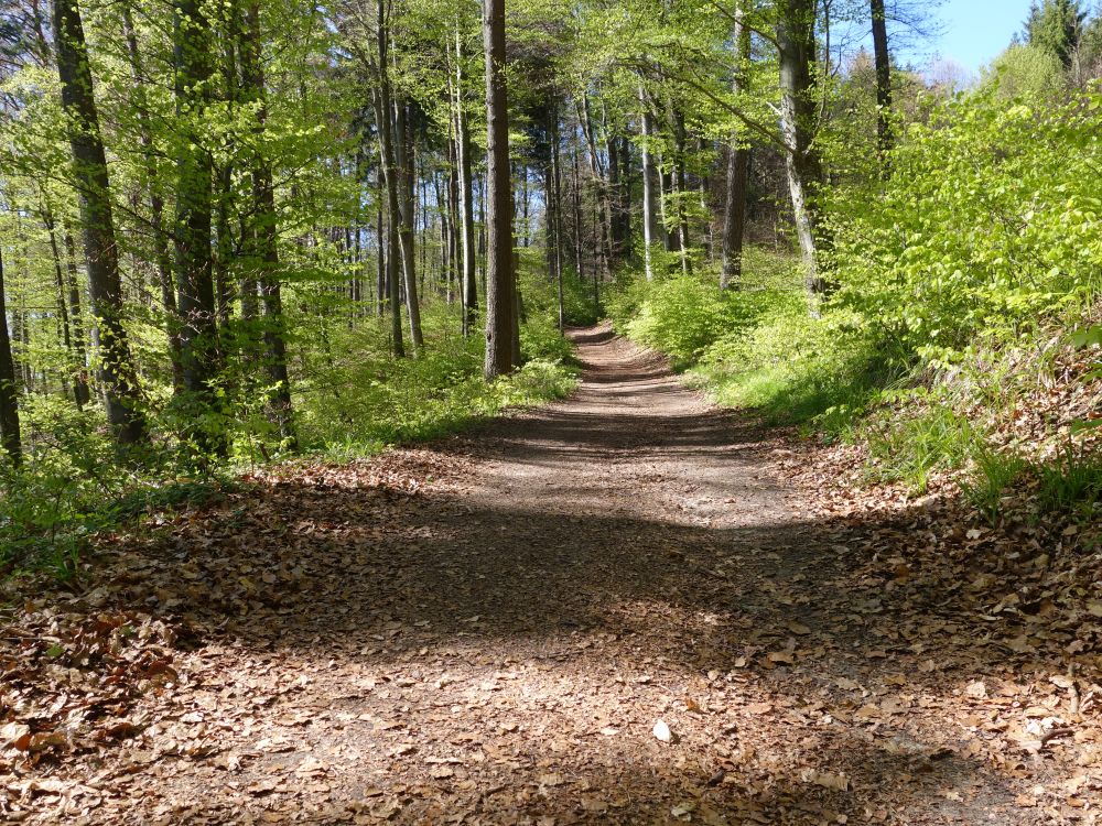 Waldweg