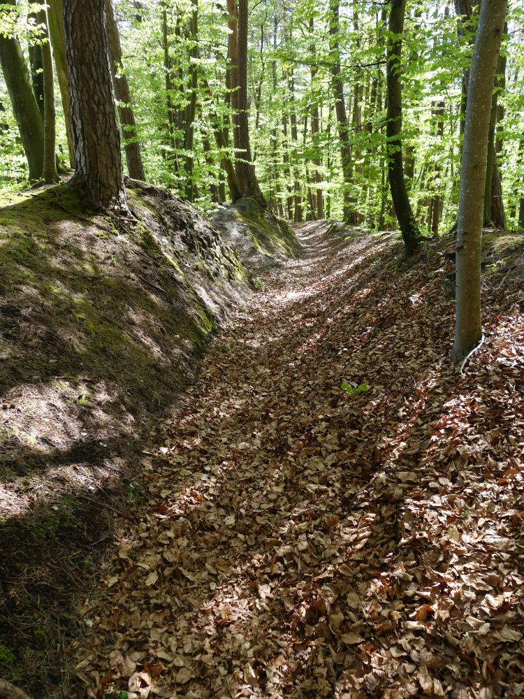 Waldweg