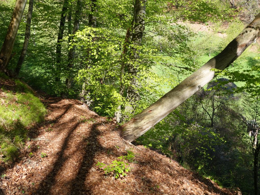 Waldweg