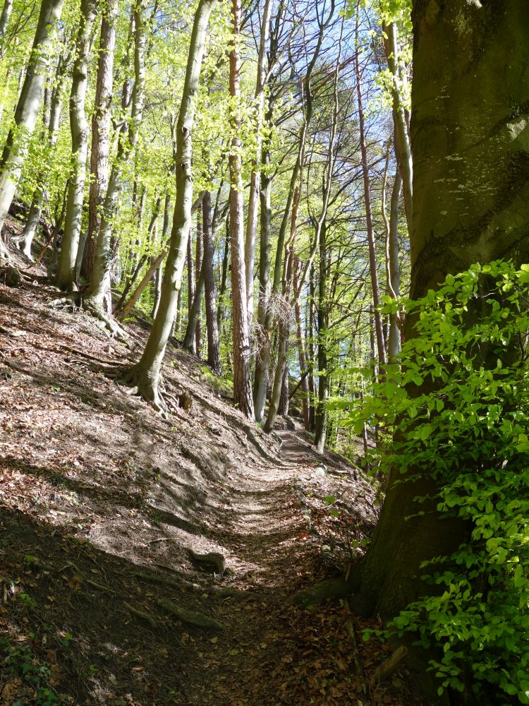 Waldweg