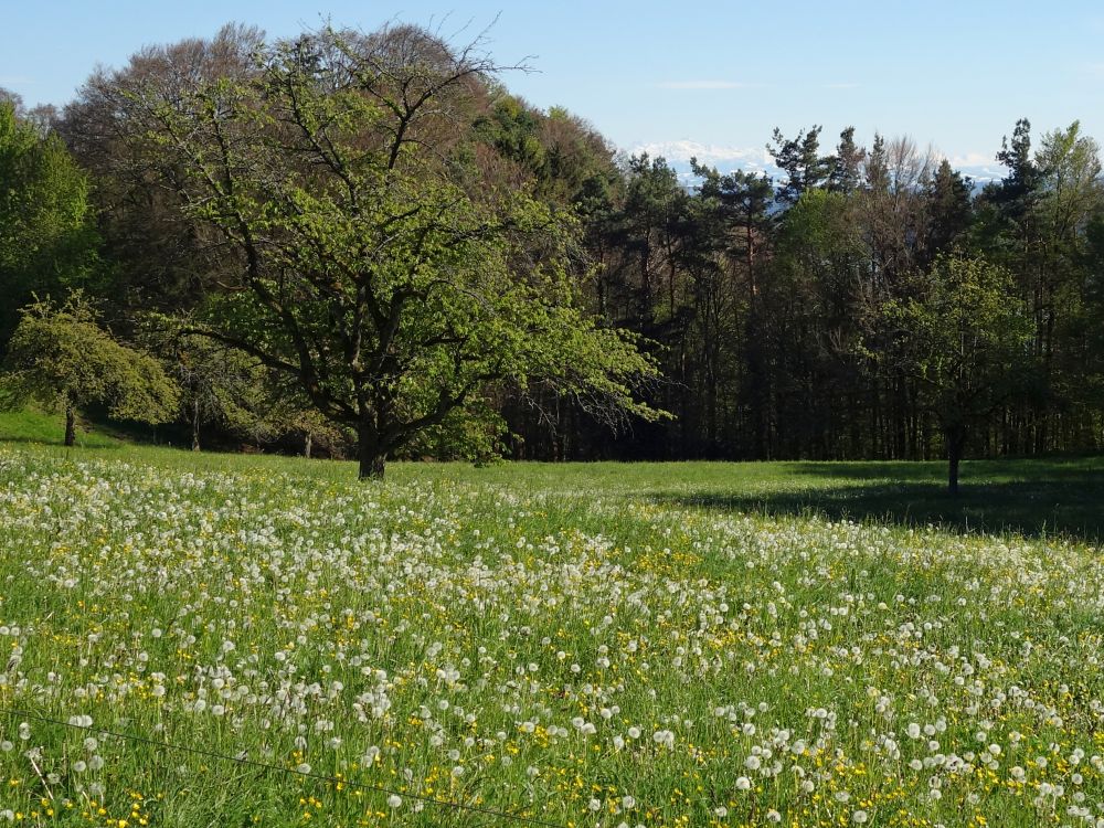 Blumenwiese