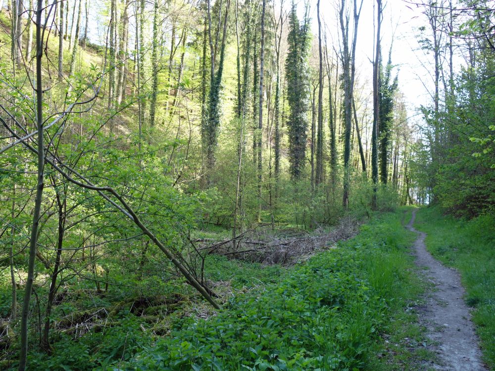 Waldweg