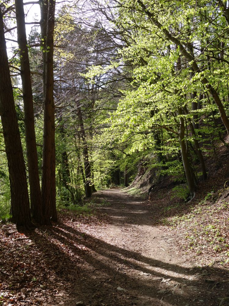 Waldweg