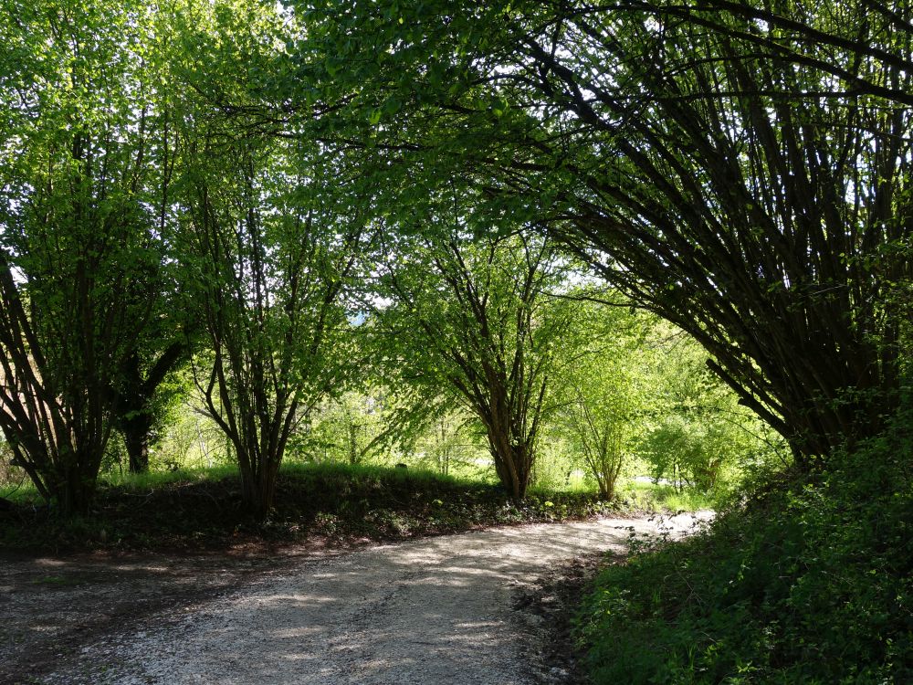 Waldweg