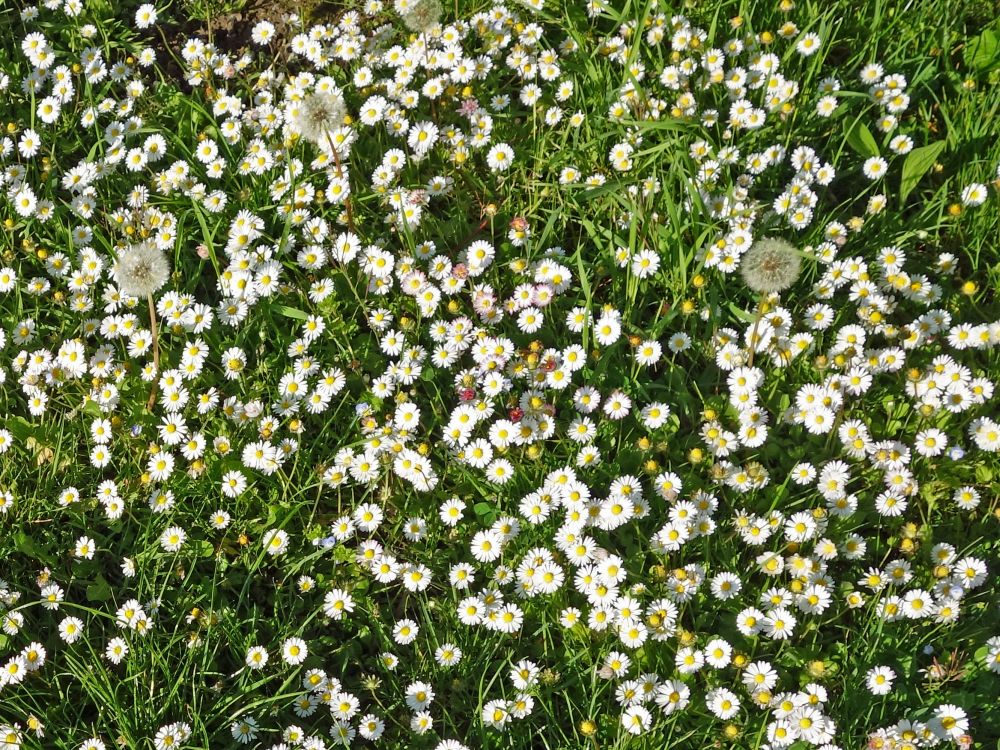 Gänseblümchen