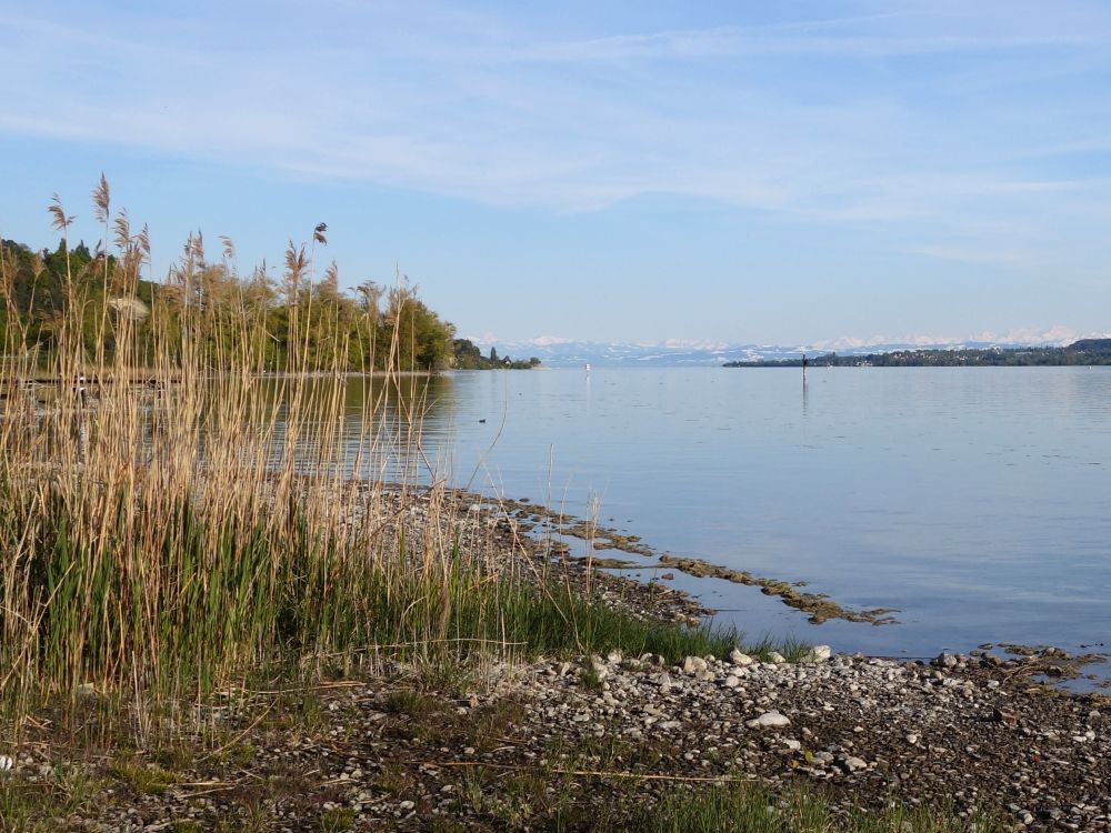 Ufer bei Sipplingen