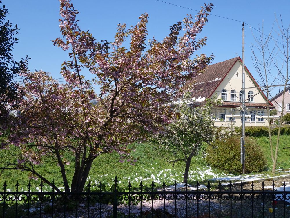 Baumblüte