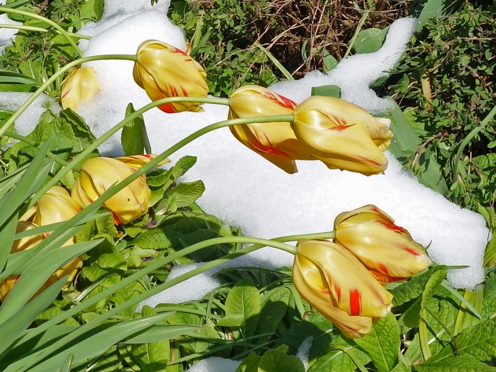 Tulpen im Schee