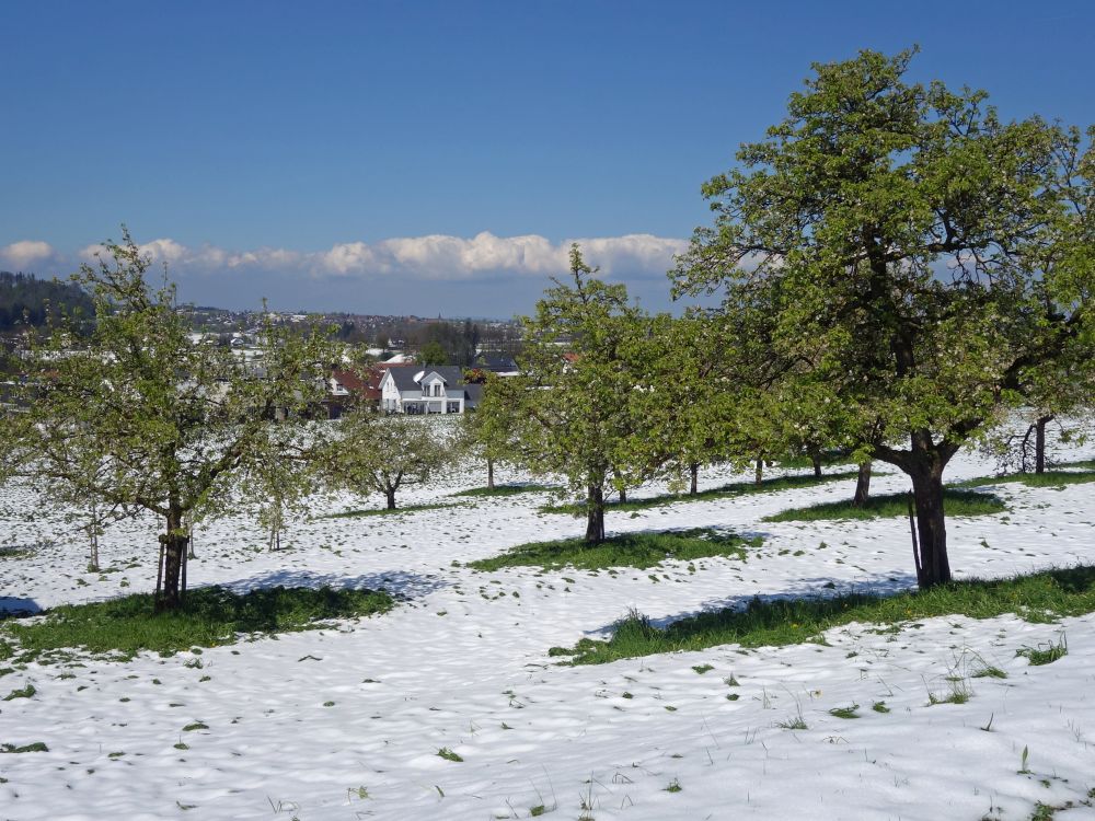 Obstbume im Schnee