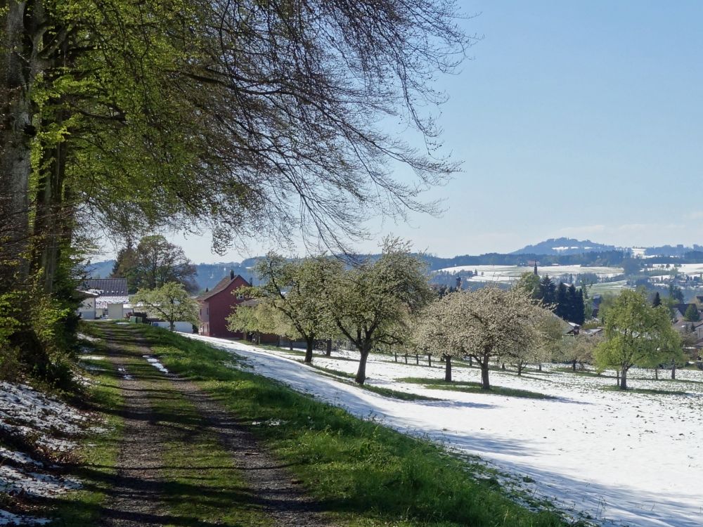 Obstbume im Schnee