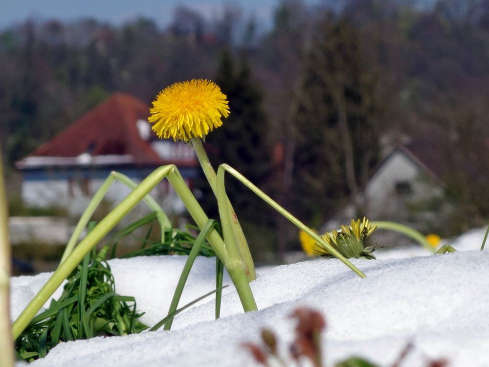 Lwenzahn im Schnee