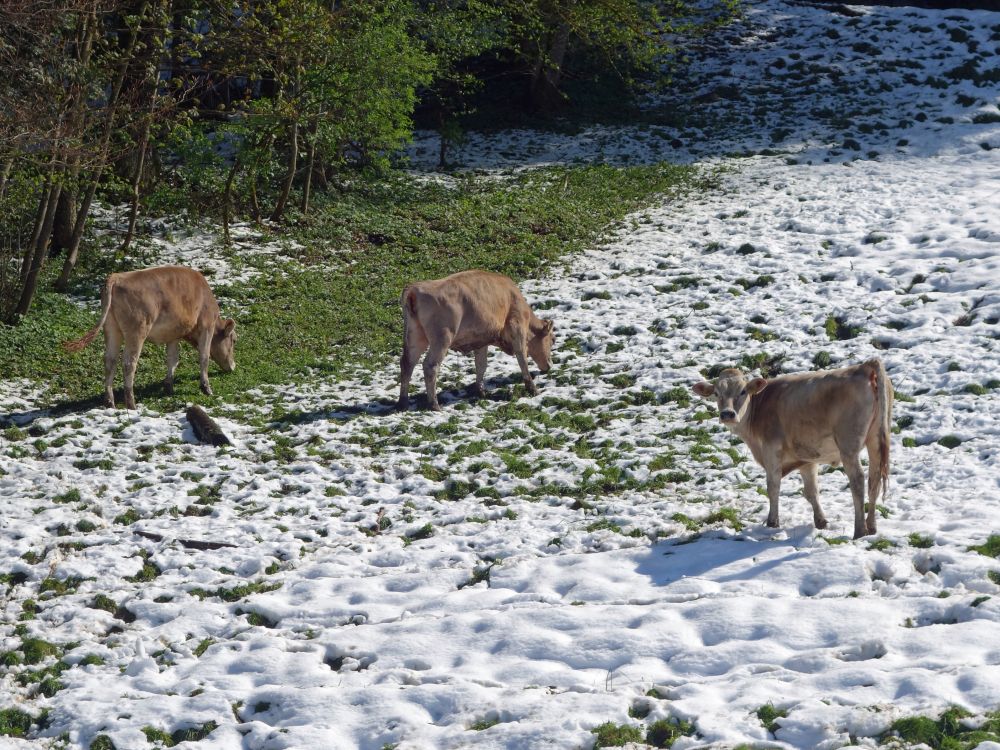 Khe im Schnee