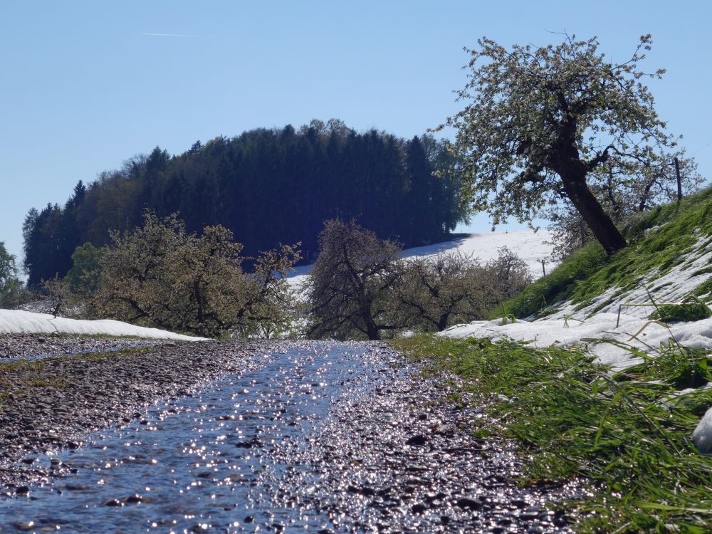 blühende Obstbäume