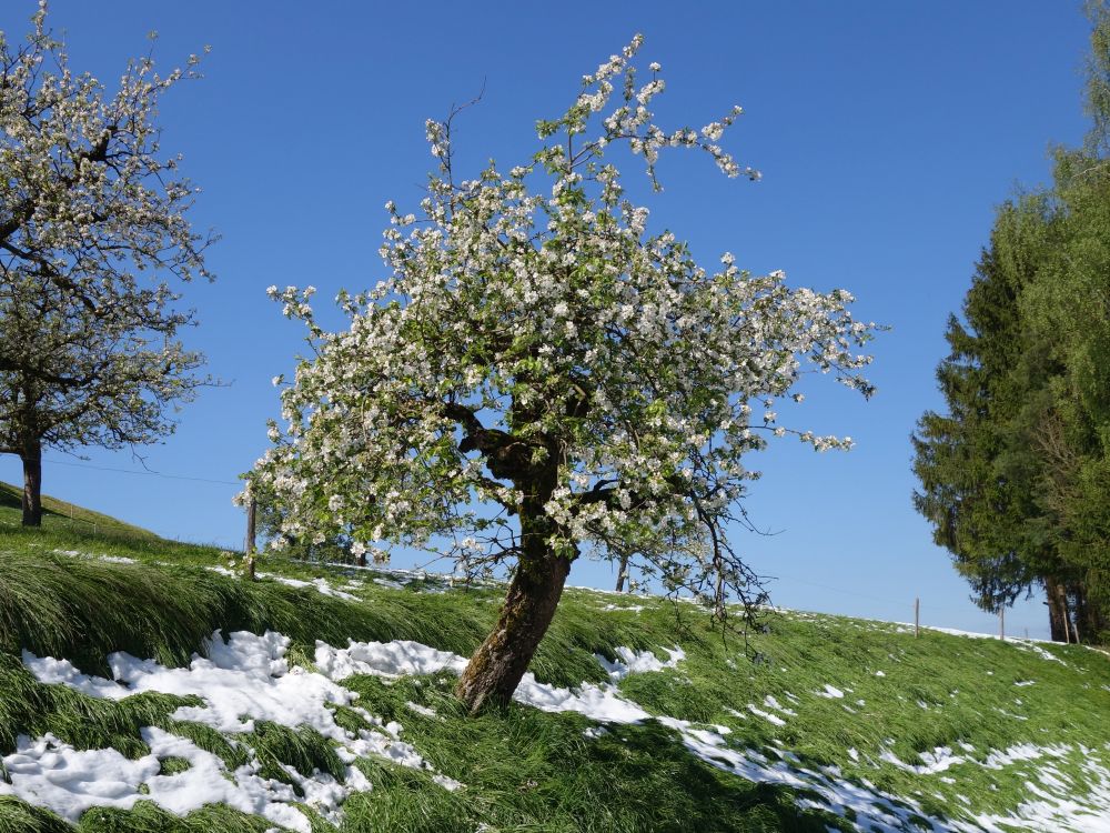 blhende Obstbume