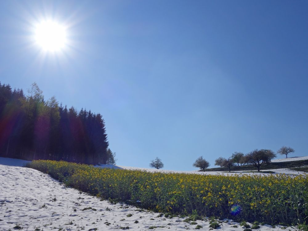 Rapsfeld im Gegenlicht