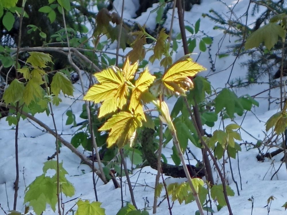 Sprössling