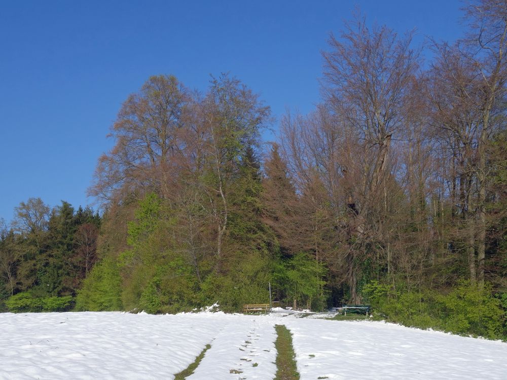 Waldrand bei Hauptwil