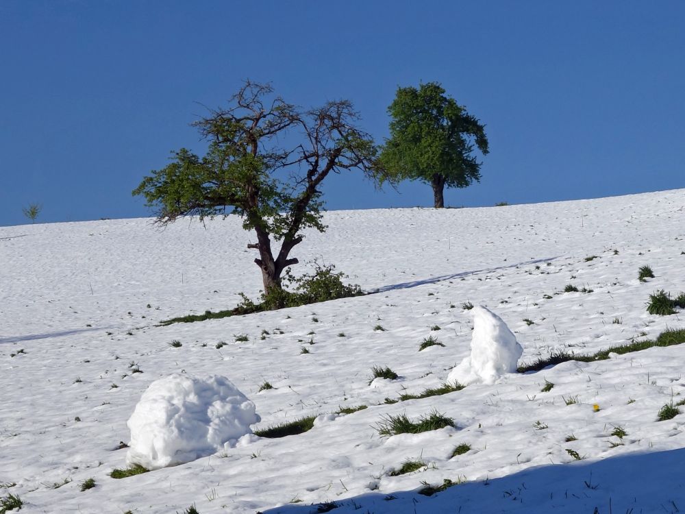 grüne Bäume und Schnee