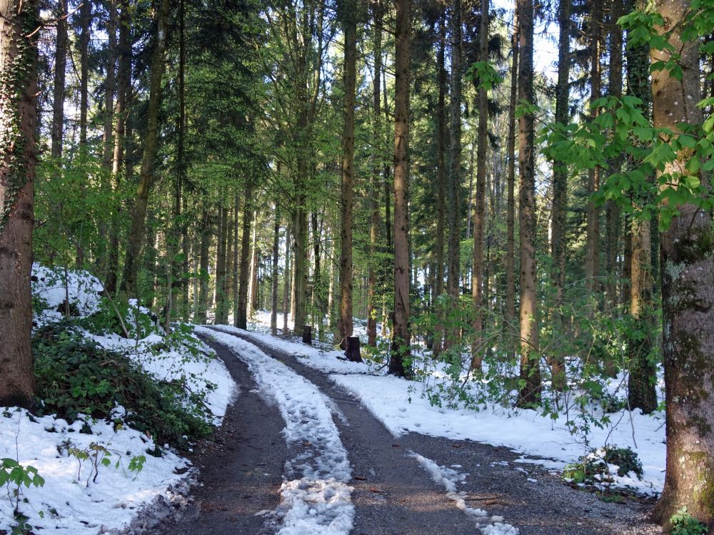 Waldweg am Bischofsbrg