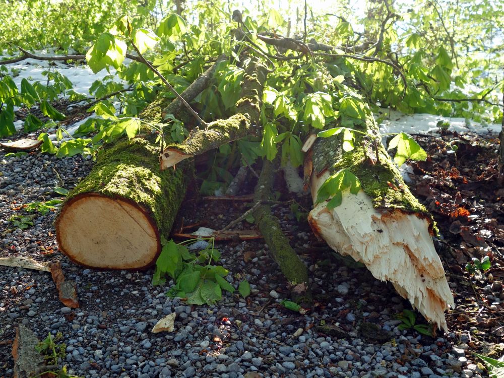 abgesägt und abgebrochen
