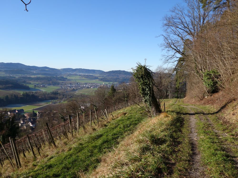 Weinberg am Sonnenberg