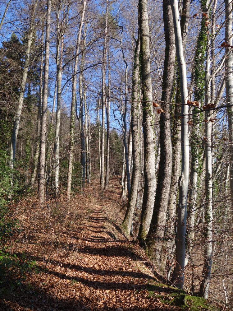 Waldpfad am Imebrg