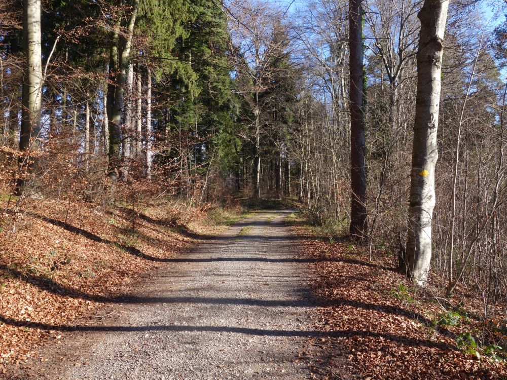 Waldweg am Imebrg