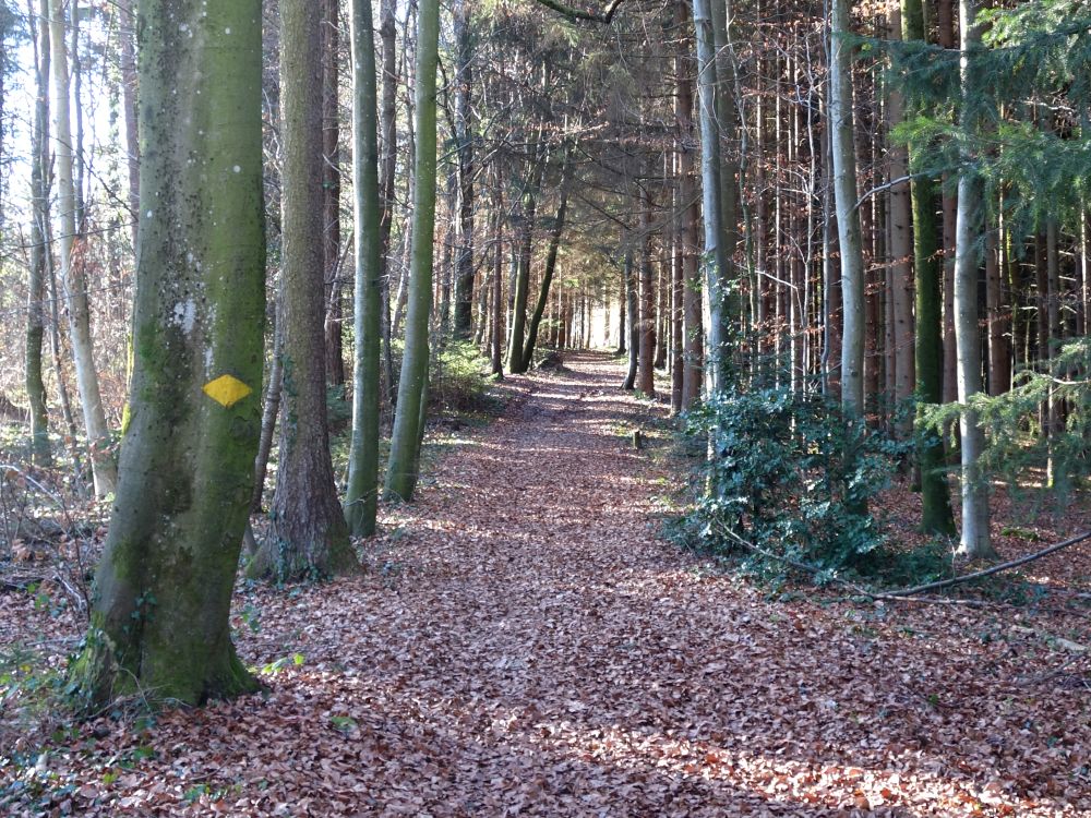 Waldweg am Sthlibuck