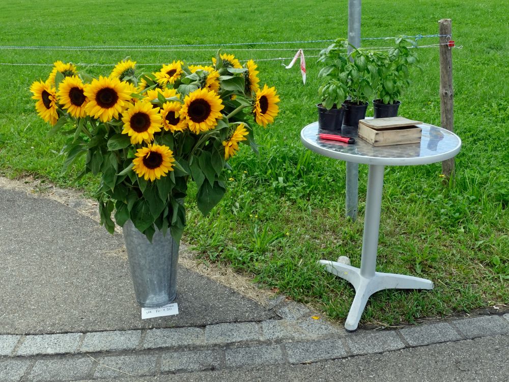 Sonnenblumen zum Verkauf