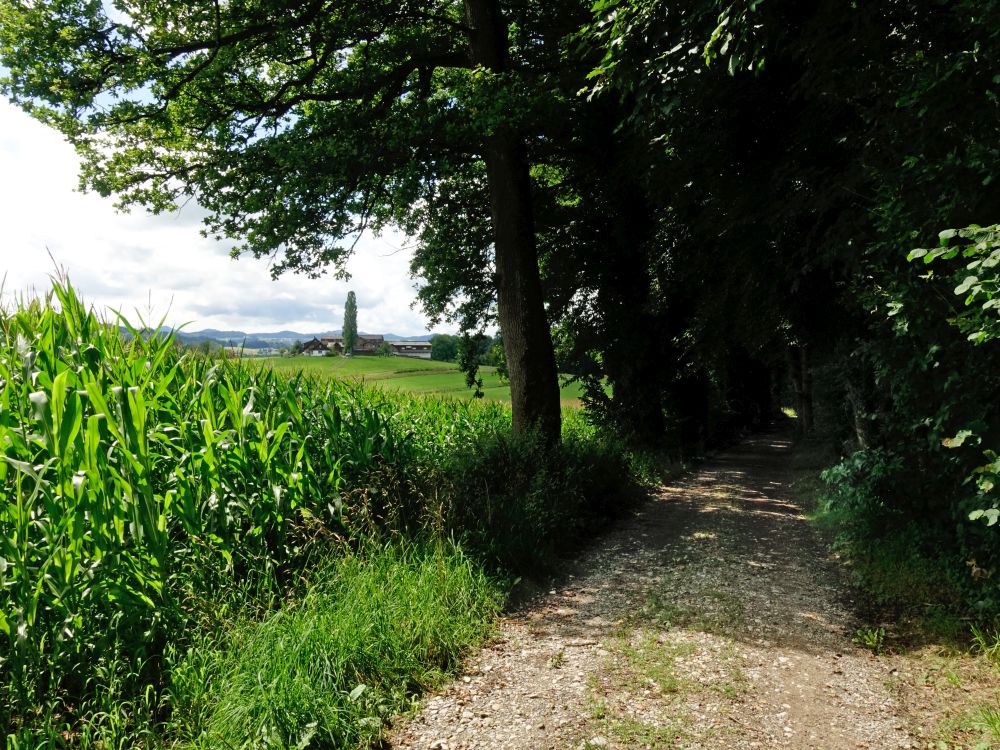 Blick auf Ebnet