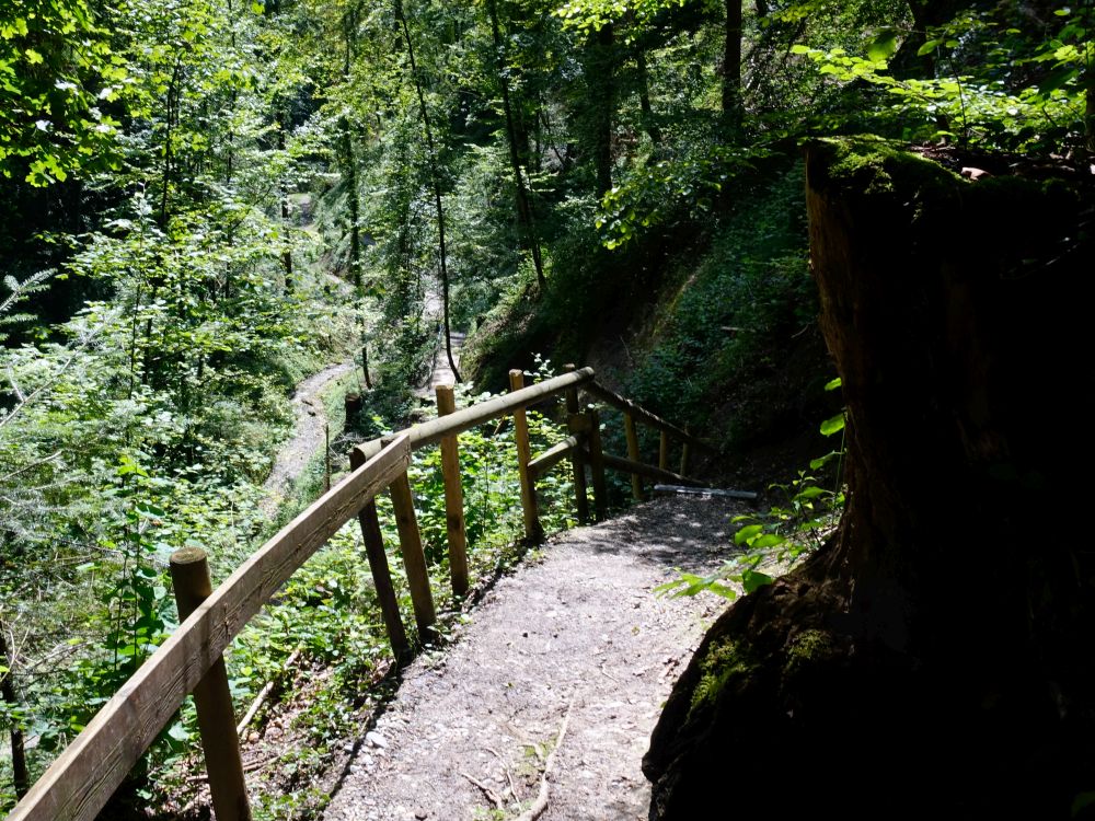 Pfad im Chlosterwald