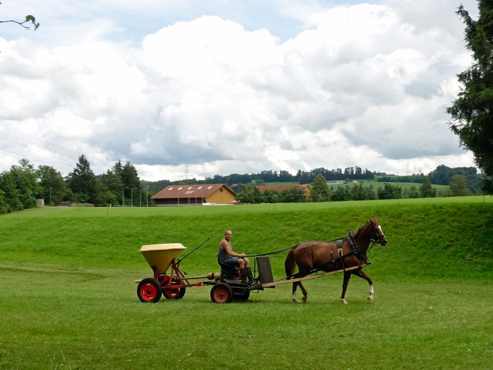 Pferdefuhrwerk