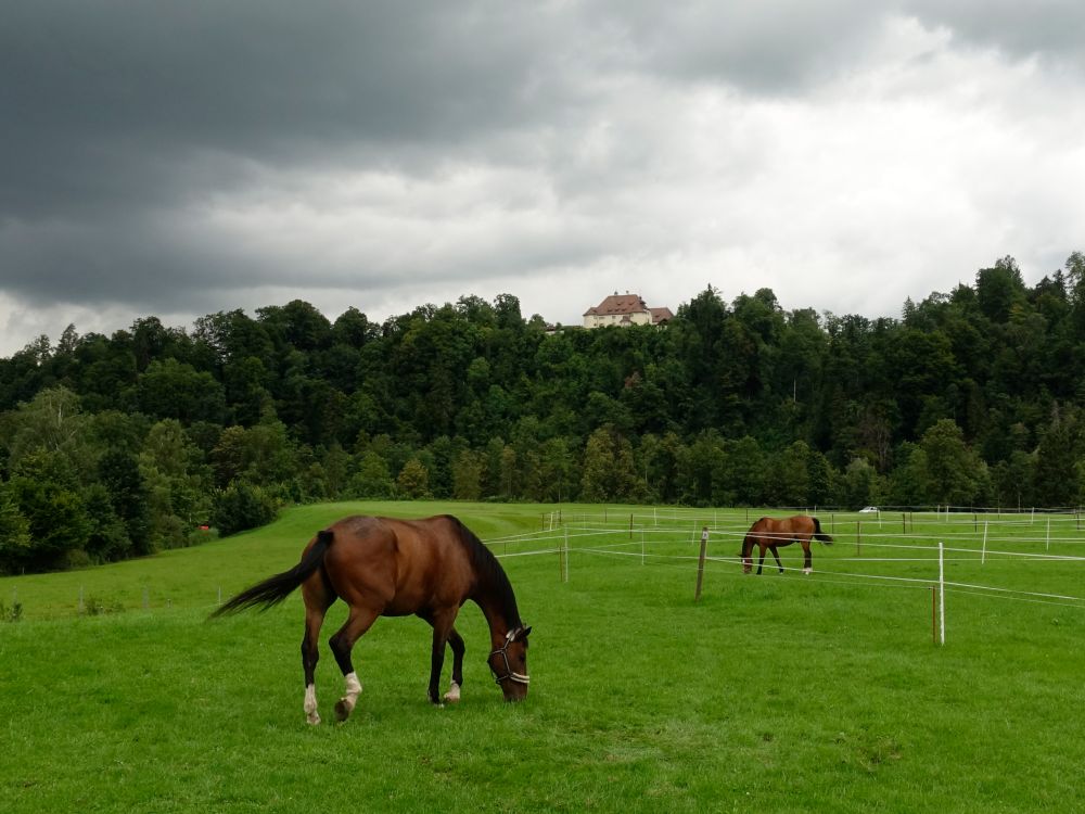Pferde mit Kloster Glattburg