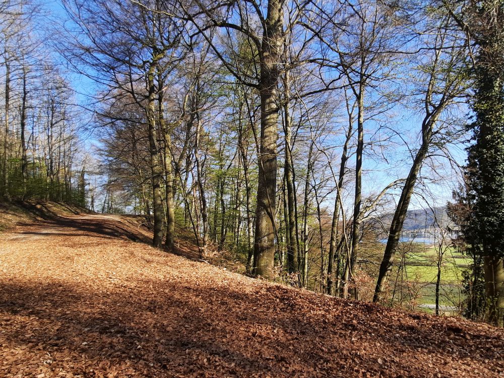 Waldweg zum Spittelsberg