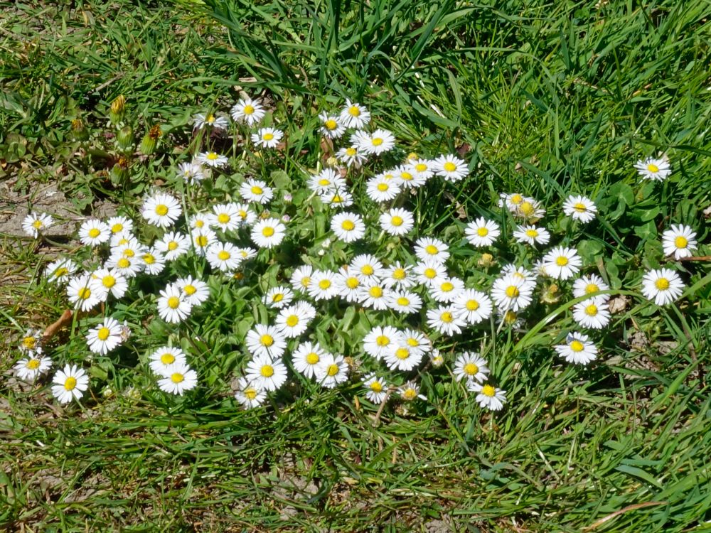 Gänseblümchen