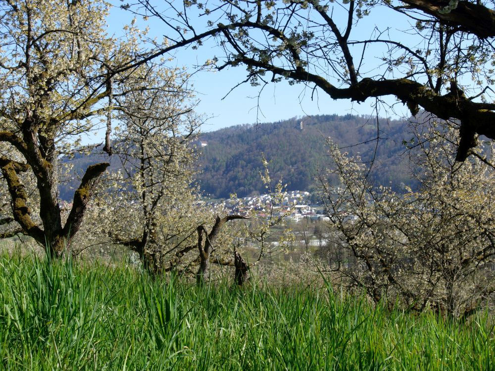 Bodman zwischen Blüten