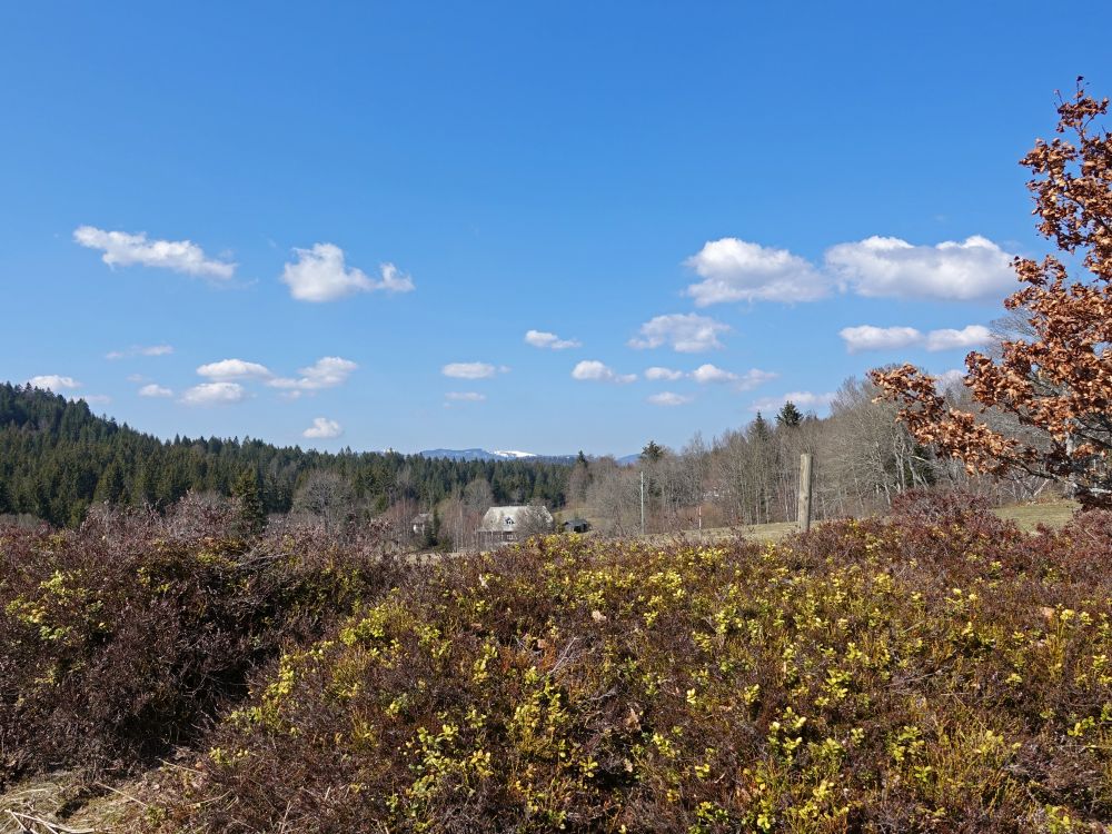 Blick Richtung Feldberg