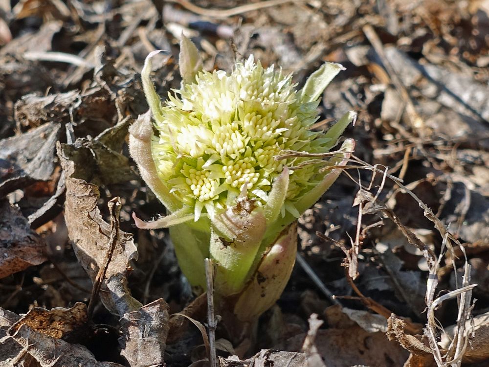 Frühlingsbote