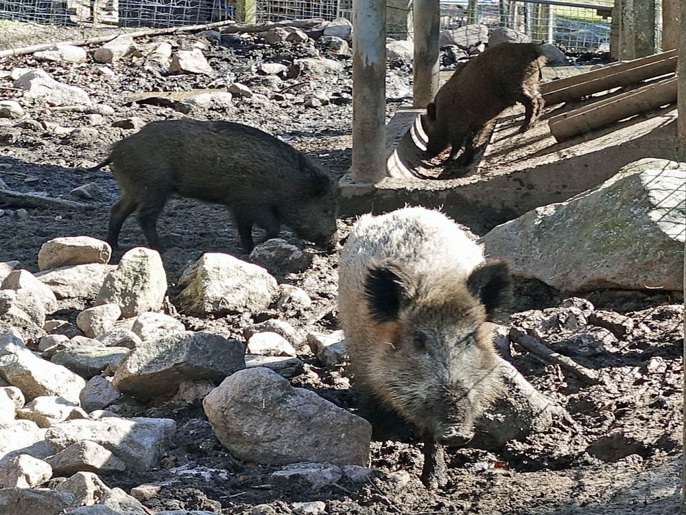 Wildschweine im Wildgehege