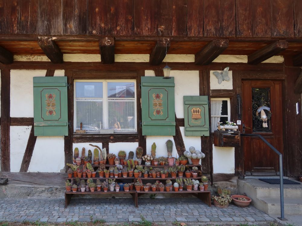 Kakteensammlung
