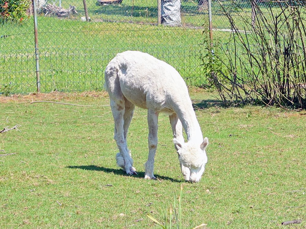 Lama