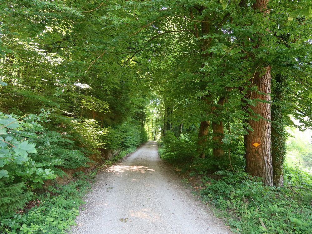 Bachserstrasse