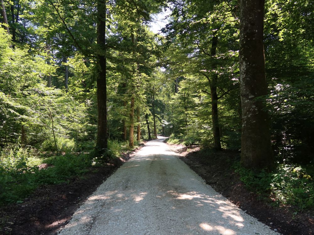Waldweg
